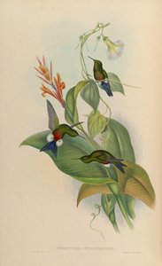 Eriocnemis cupreoventris de John Gould